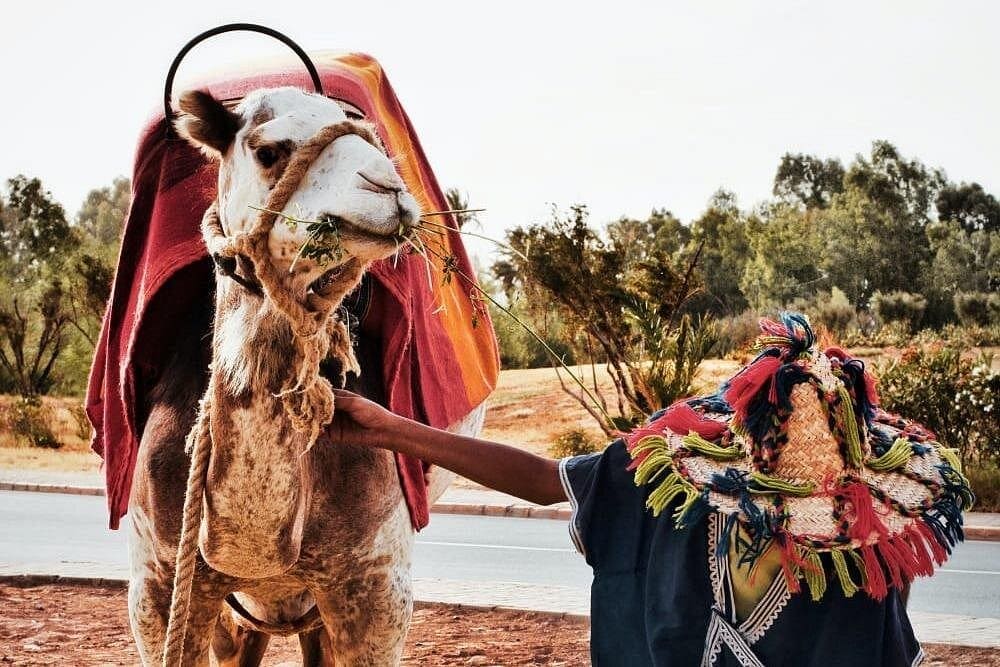 Tangier short break cruise tour – guided port excursion through medina and historic landmarks